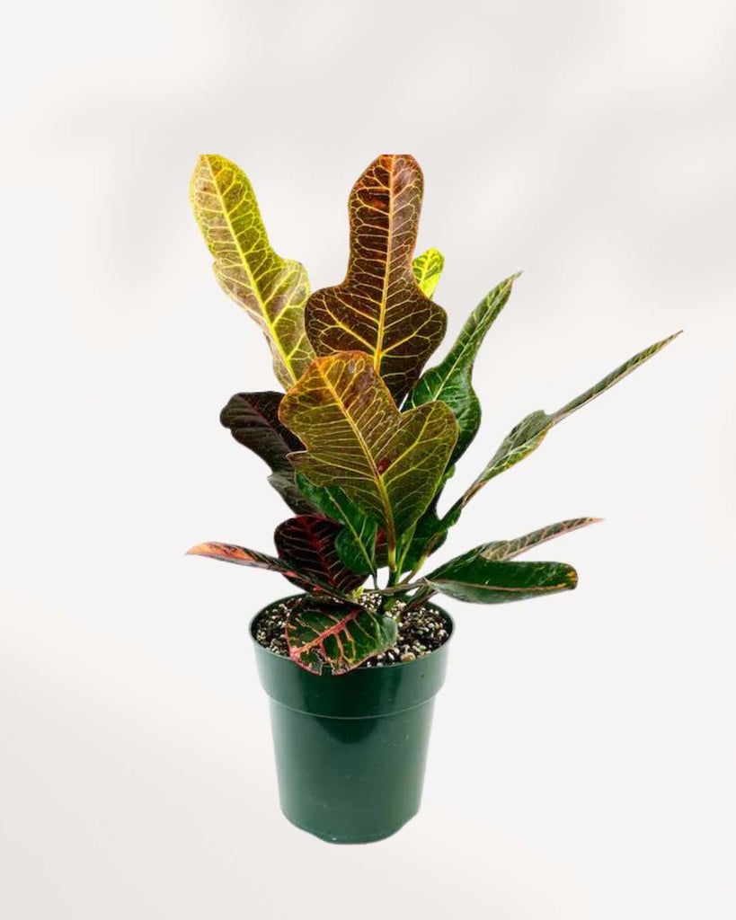 Croton Magnificent 3.5" Pot - Small