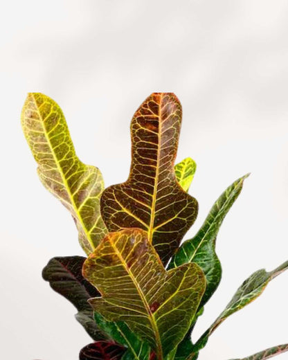 Croton Magnificent | Buy Online