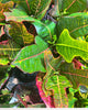 Croton Magnificent