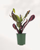 Croton Mammy small plant front view, vibrant indoor houseplant with twisted colorful leaves, available in Richmond Hill GTA for delivery and in store pickup