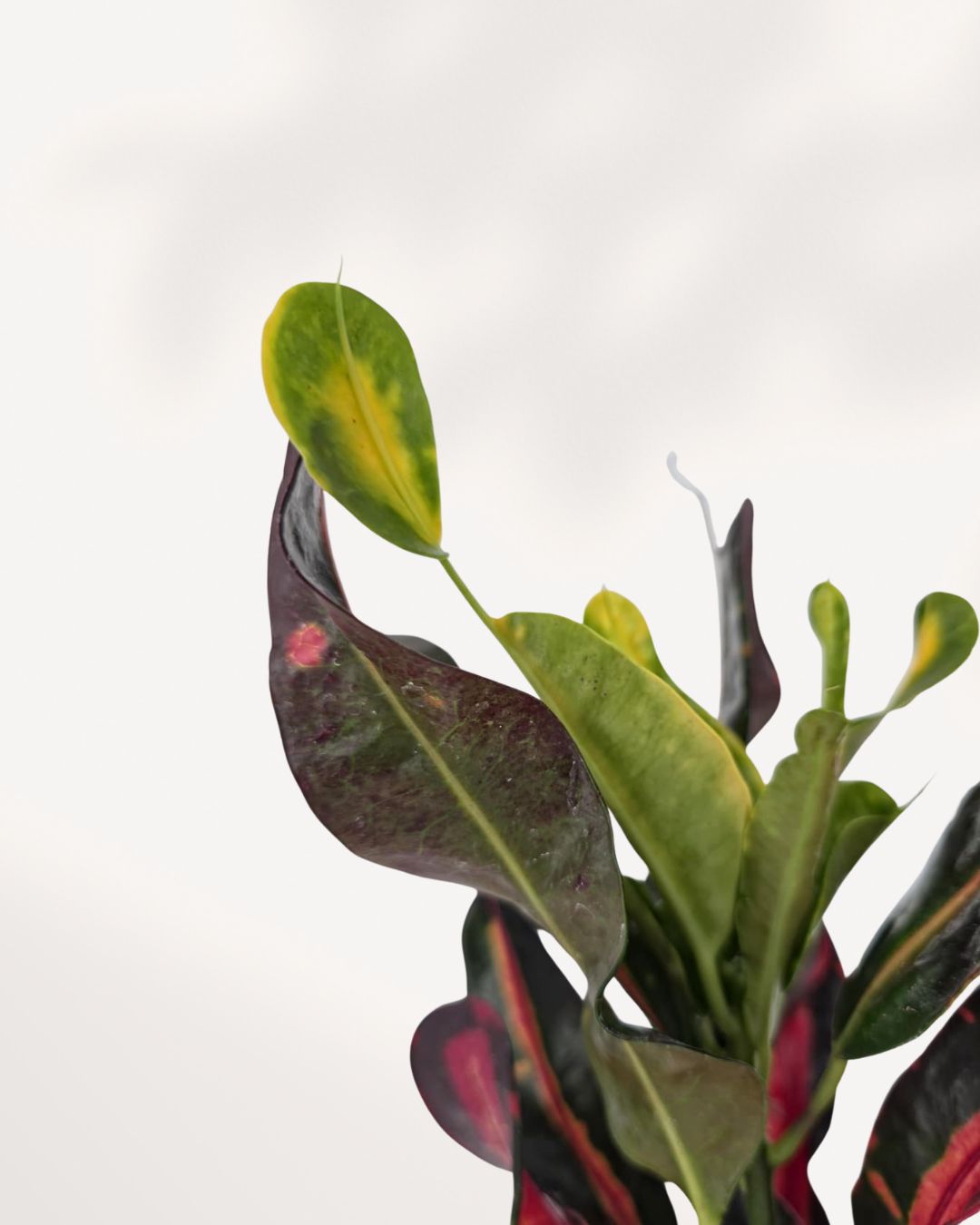 croton mammy edges curling Croton Mammy Plant for Sale in Richmond Hill GTA, Available Online and In Store | Mygreenscape