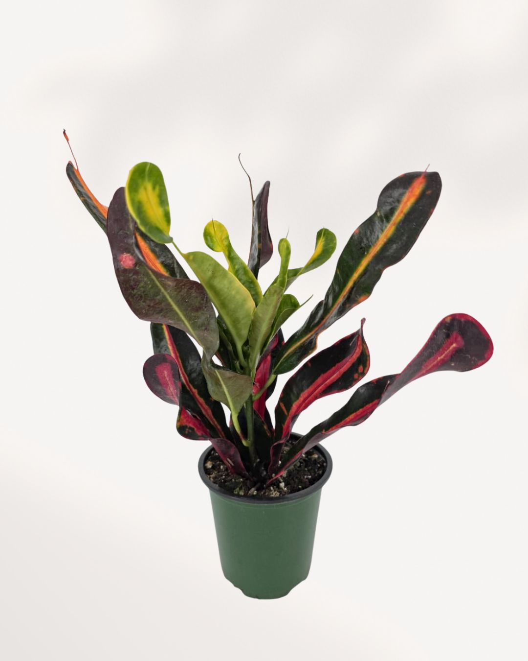 croton mammy toxic Croton Mammy Plant for Sale in Richmond Hill GTA, Available Online and In Store | Mygreenscape