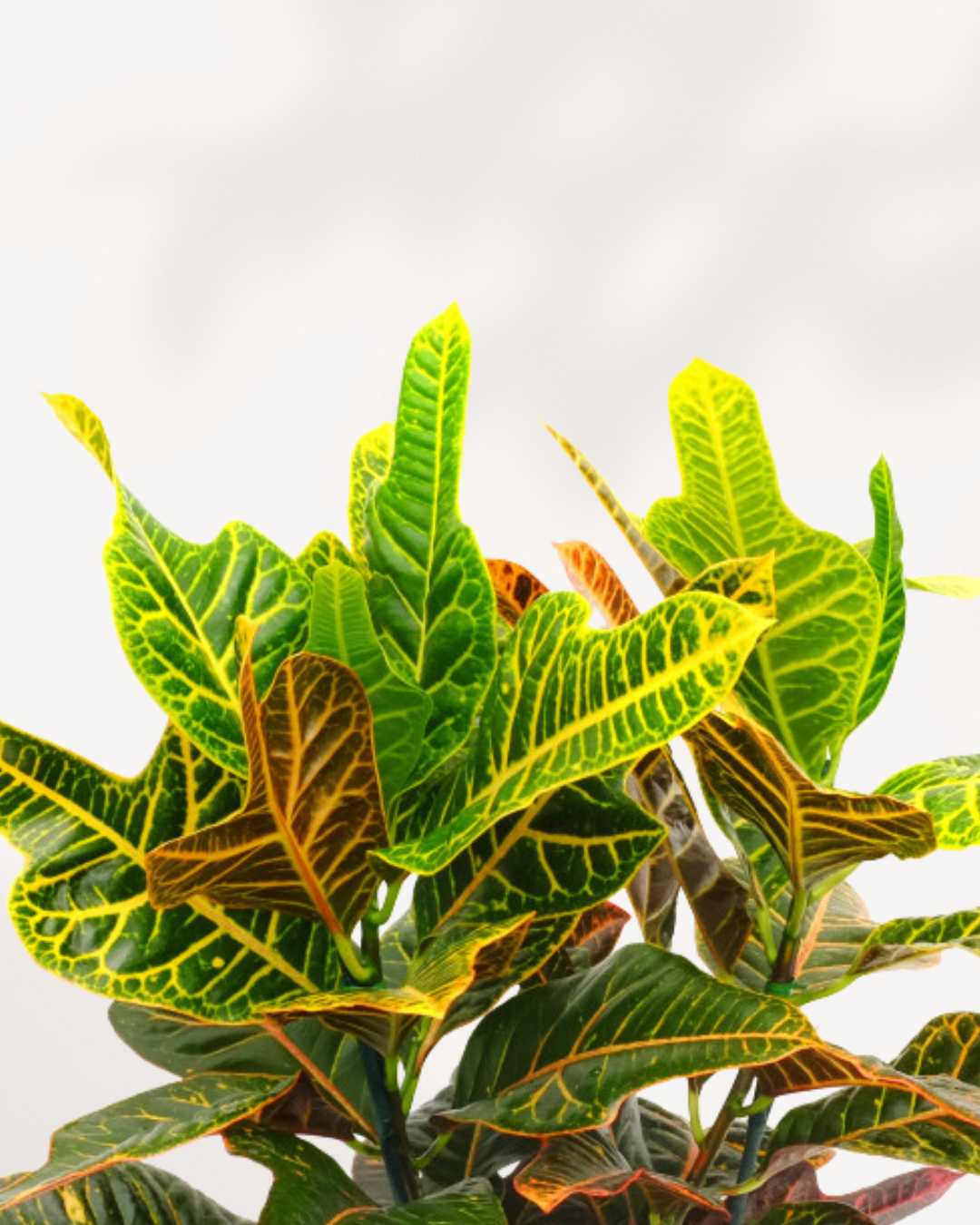 Croton Oakleaf | Buy Vibrant Indoor Plants Online – MyGreenscape