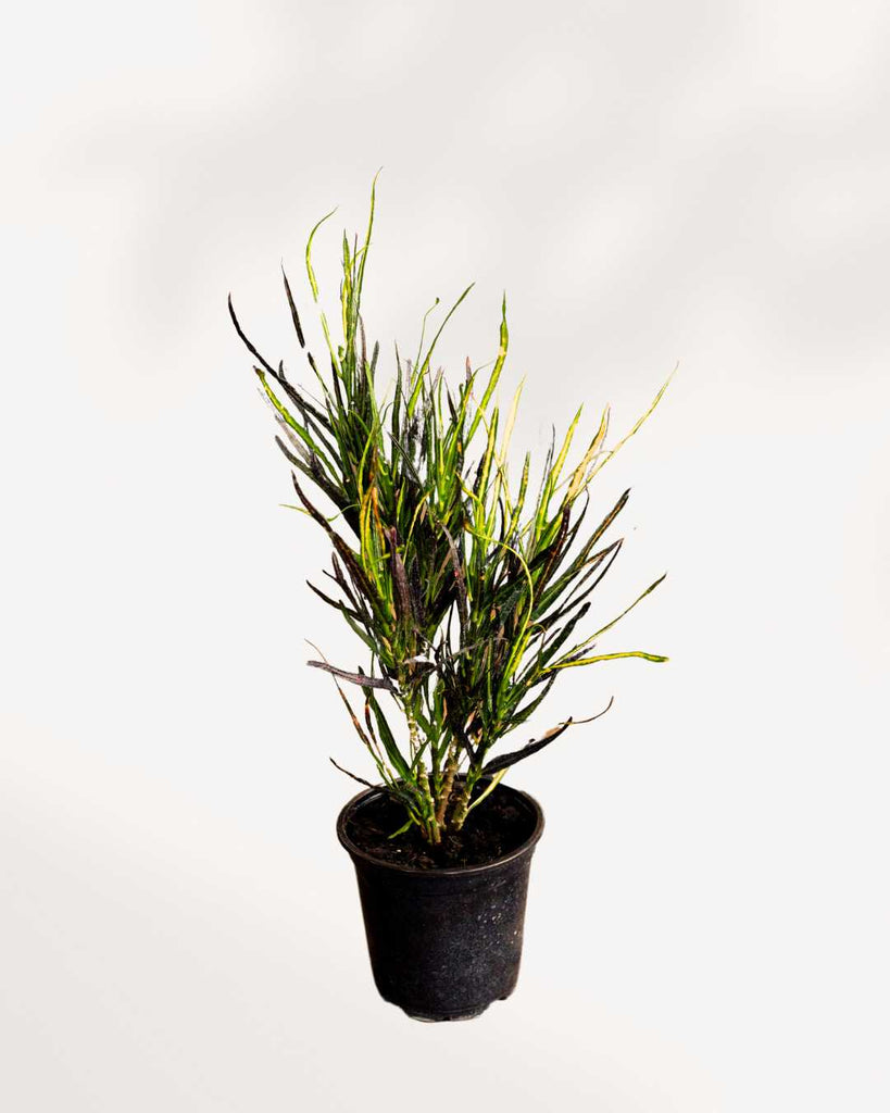 Croton Picasso's Paintbrush 3.5" Pot - Small