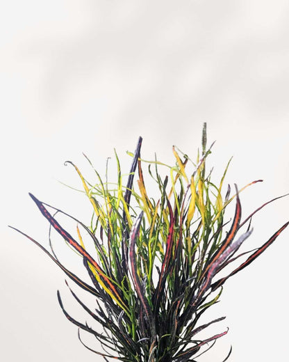 Croton Picasso's Paintbrush | Buy Online