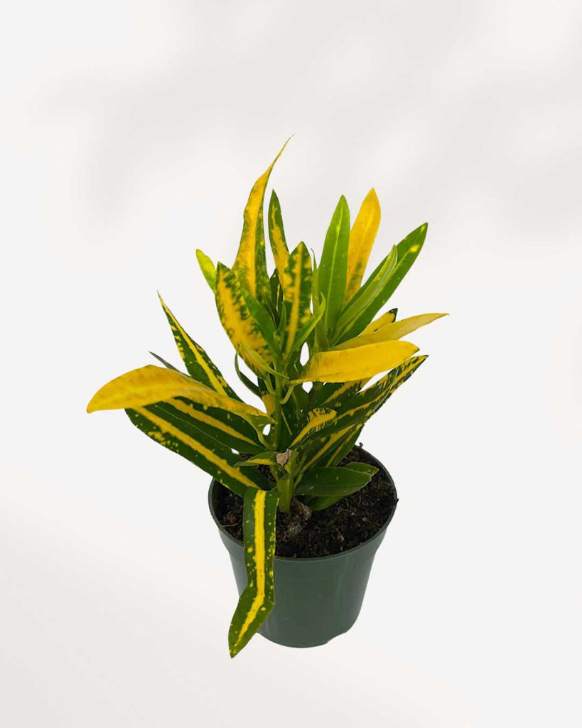 Croton Sunshine 3.5" Pot - Small