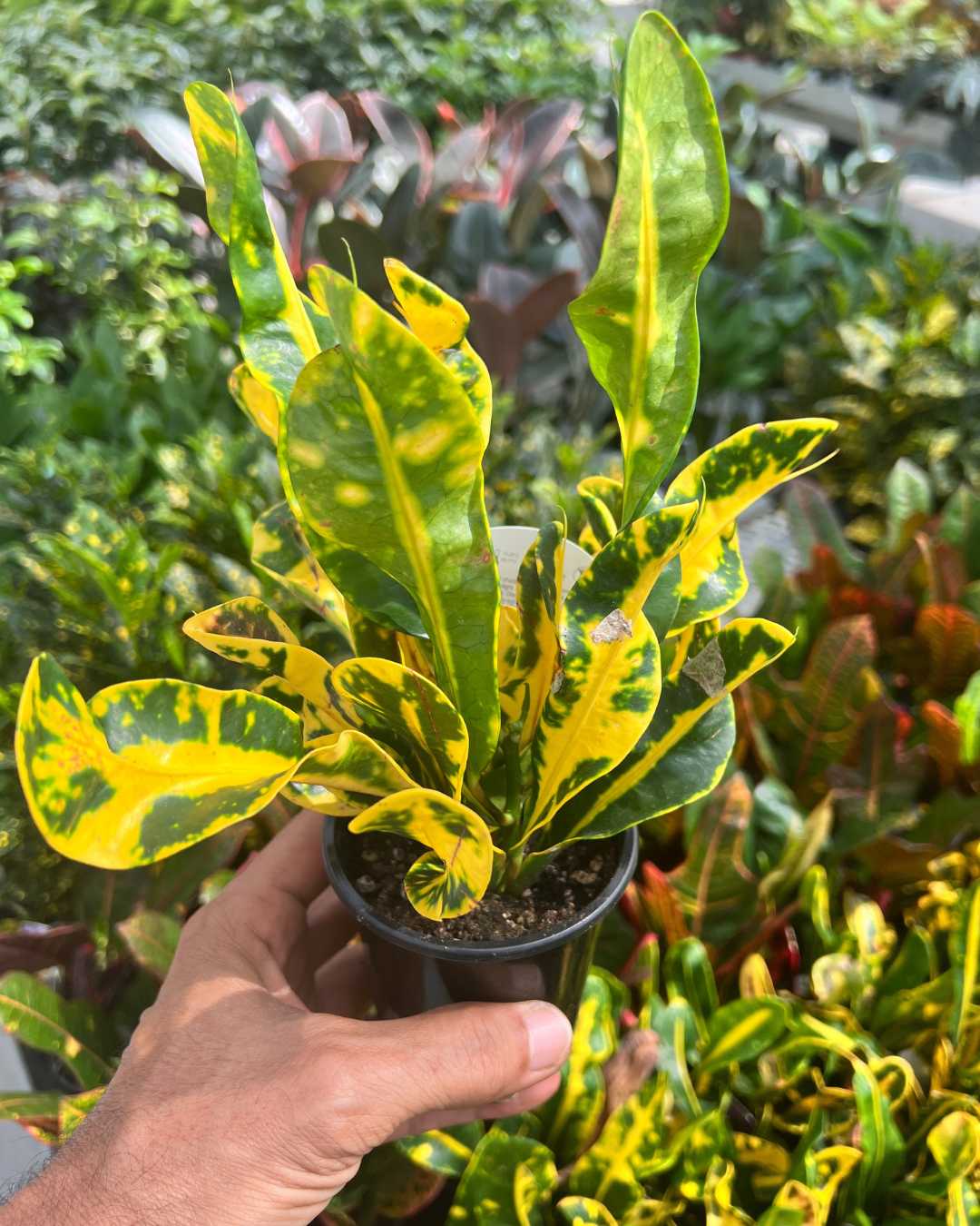 Croton Sunshine | Buy Online