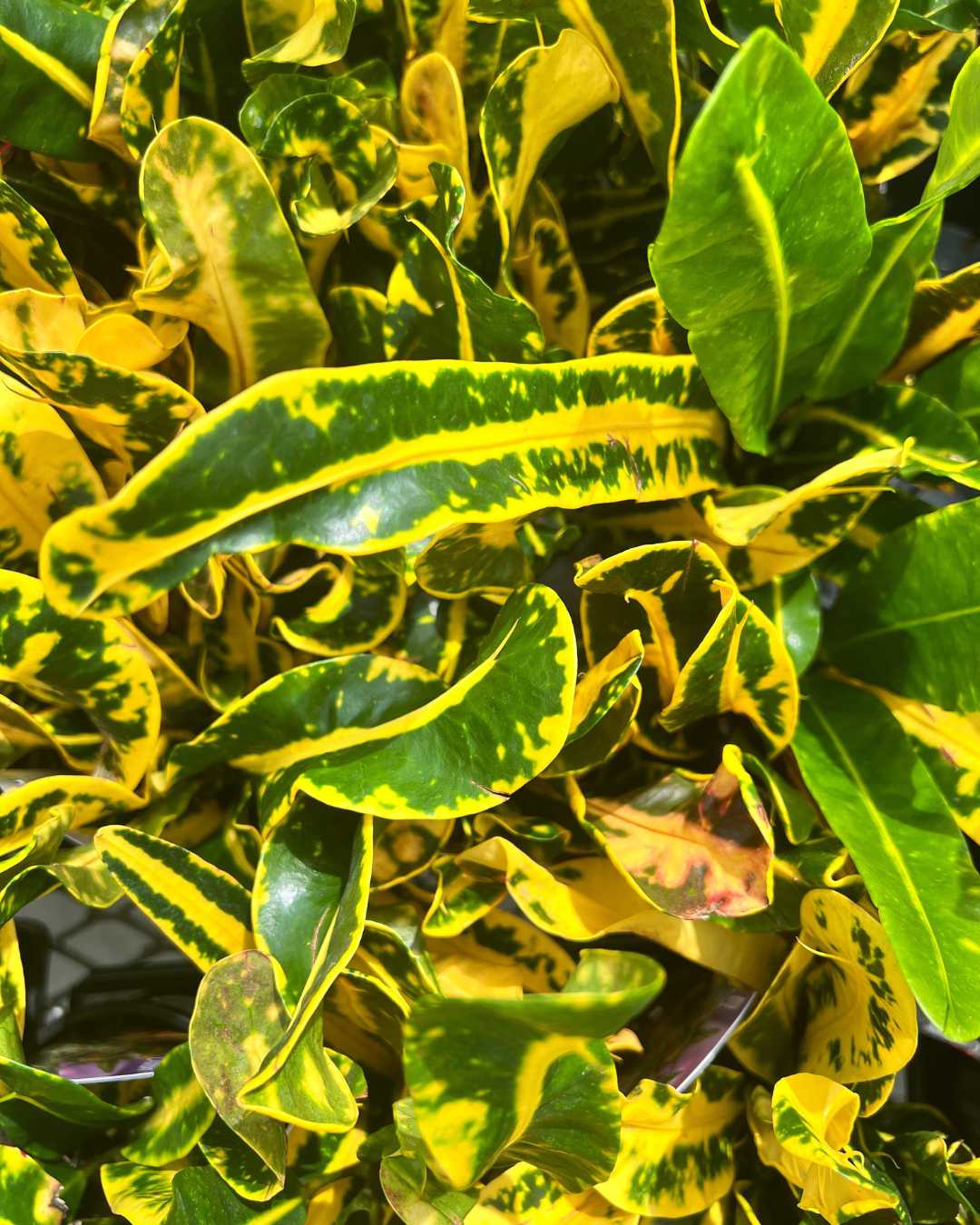 Croton Sunshine | Buy Online