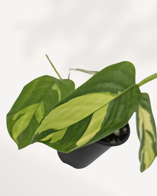 Ctenanthe Lubbersiana Golden Mosaic