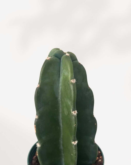 Cactus Cuddly  Low-Maintenance & Cute Indoor Cactus | Buy Online |  Mygreenscape | Buy Plants Online