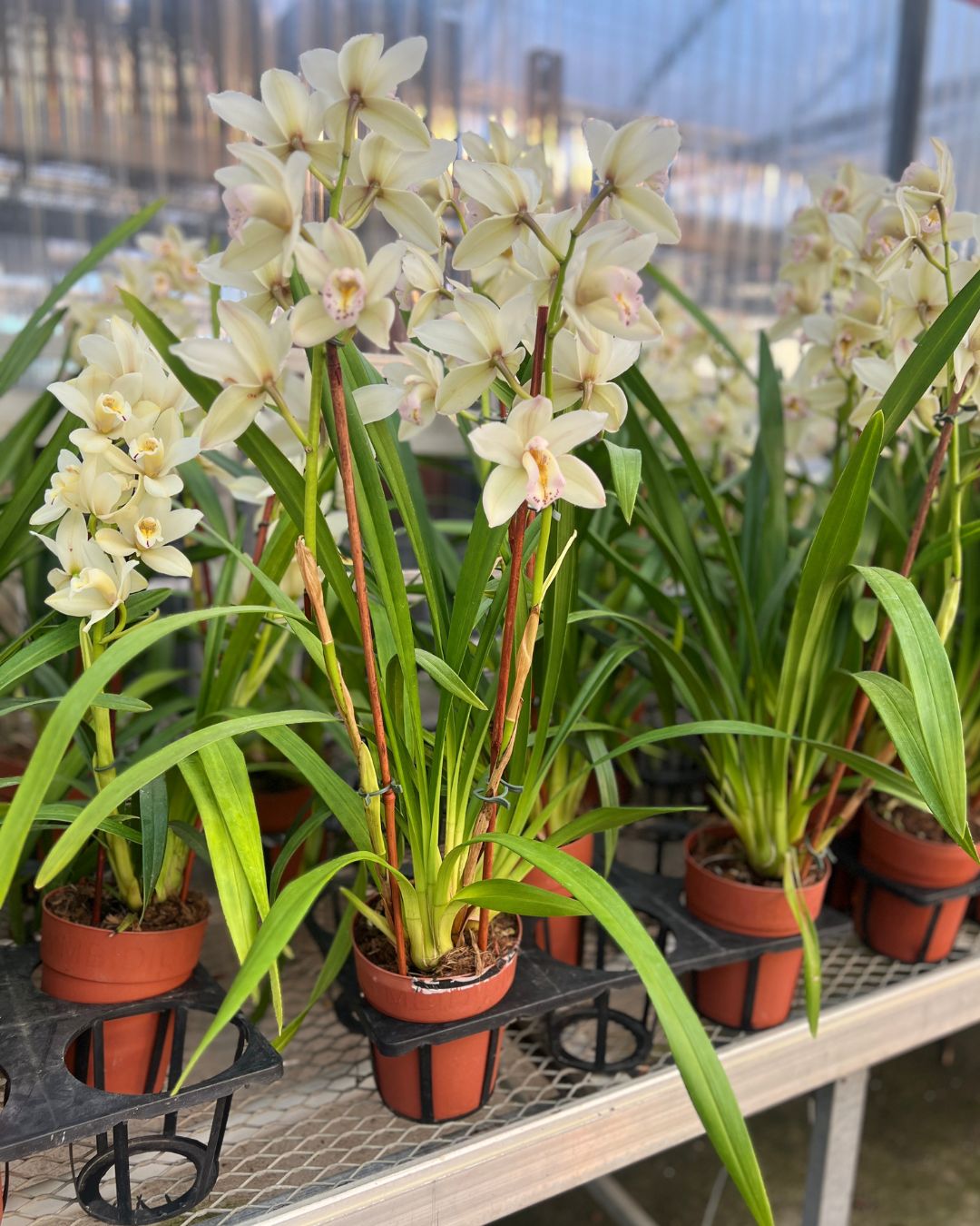 Cymbidium orchid with tall stems and fresh open blooms sitting in a Grow pot | Shop Online Mygreenscape.ca