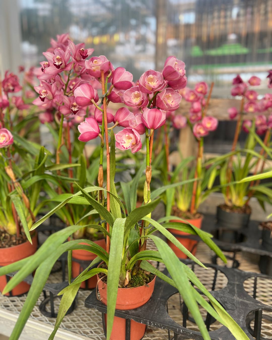 Cymbidium orchid with tall stems and fresh open blooms sitting in a Grow pot | Shop Online Mygreenscape.ca