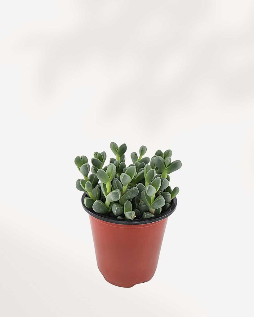 Delosperma Lehmannii | Buy Online