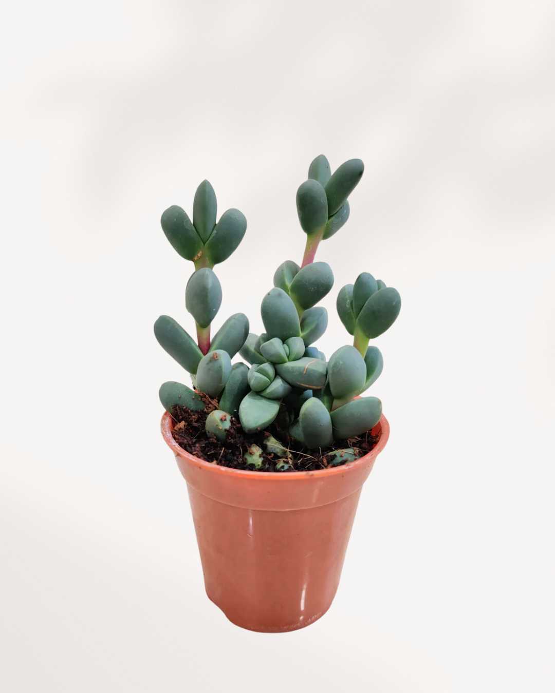 Delosperma lehmannii | Buy Online