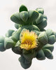 Delosperma Lehmannii | Buy Online