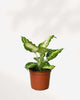 Dieffenbachia Amy 6" Pot - Medium
