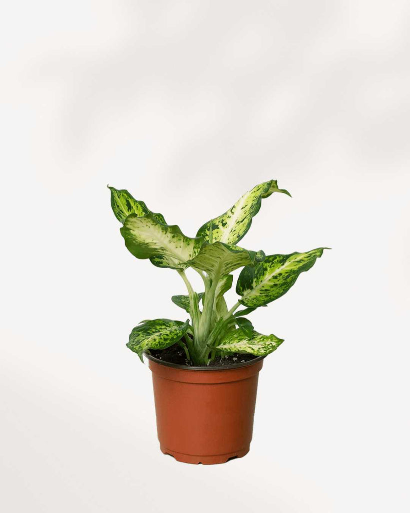 Dieffenbachia Amy 6" Pot - Medium