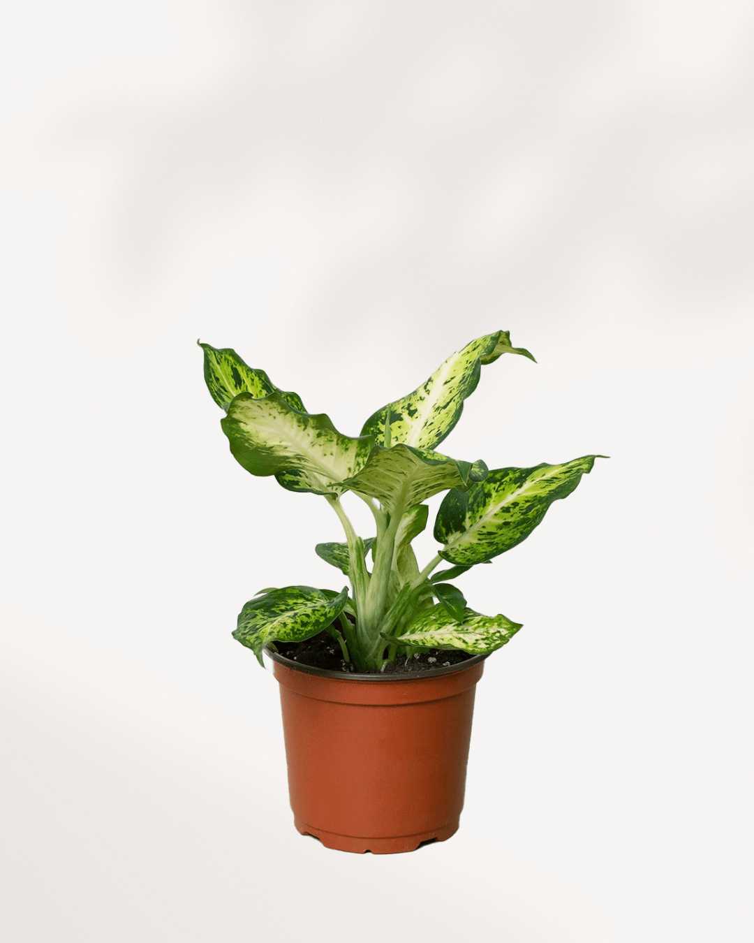 Dieffenbachia Amy | Buy Online