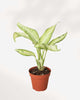 Dieffenbachia Camouflage 6" Pot - Medium