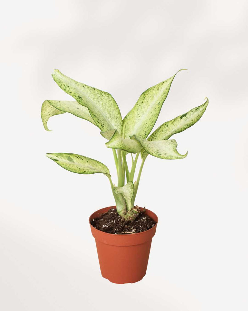 Dieffenbachia Camouflage 6" Pot - Medium