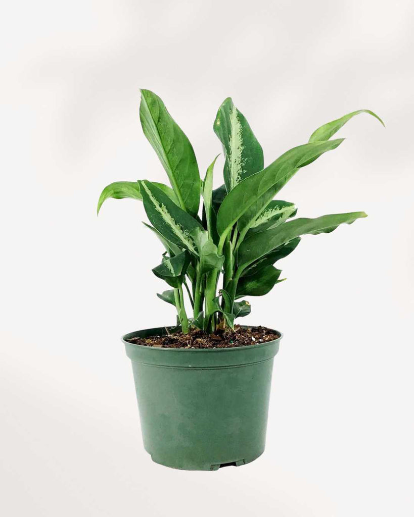Dieffenbachia Panther 6" Pot - Medium