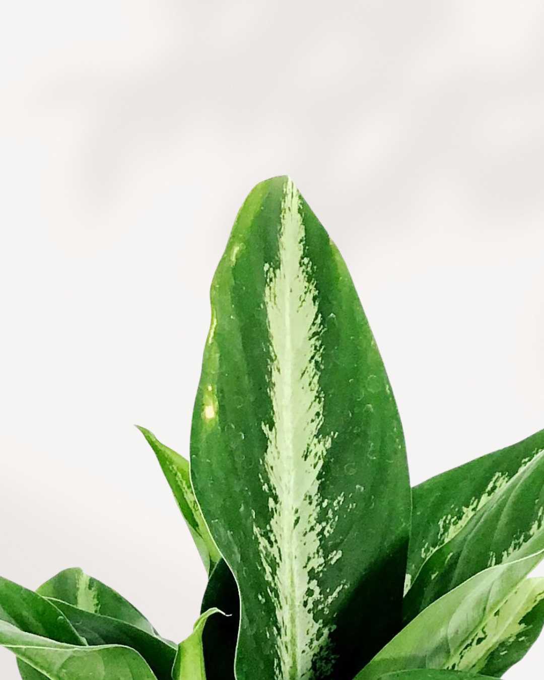 dieffenbachia panther Buy Dieffenbachia Panther Online | Stunning Foliage for Your Space | Mygreenscape