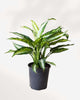Dieffenbachia Panther 8" Pot - Large