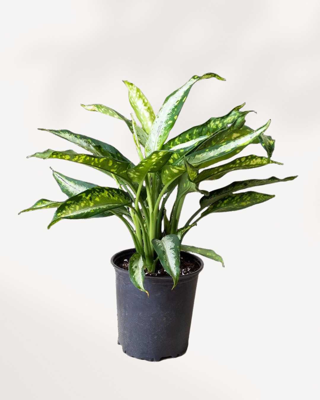 dieffenbachia panther plant care Buy Dieffenbachia Panther Online | Stunning Foliage for Your Space | Mygreenscape