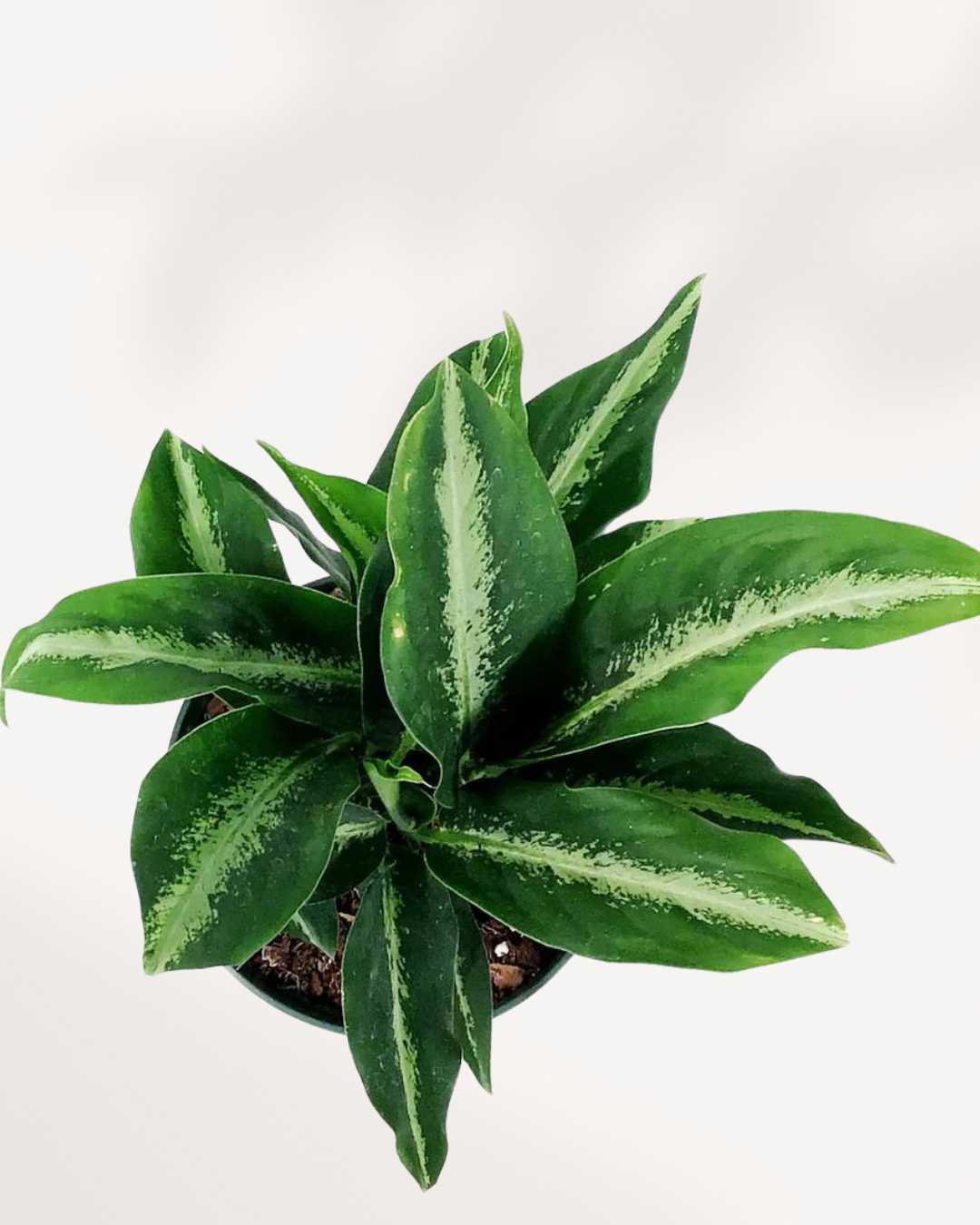 Dieffenbachia Panther | Buy Online