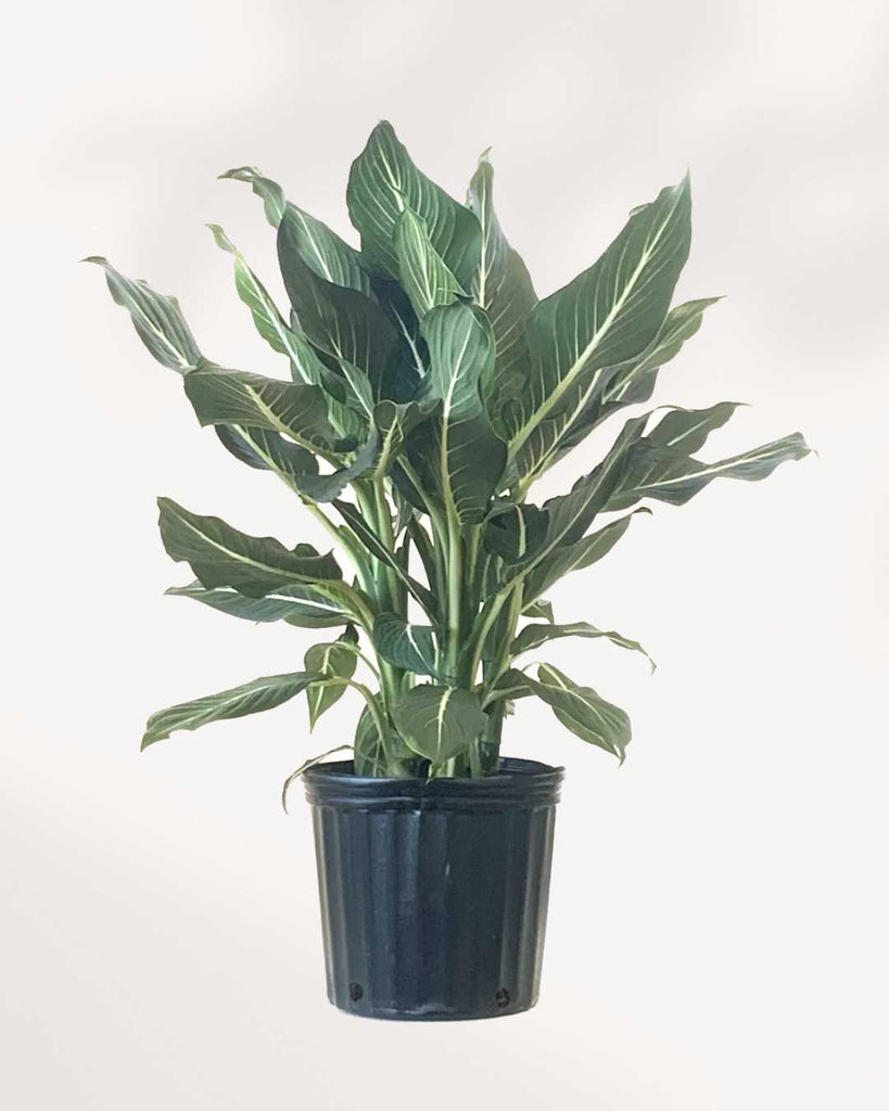 dieffenbachia sterling Dieffenbachia Sterling | Buy Online - Elegant Indoor Plant | Mygreenscape