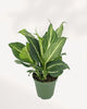 Dieffenbachia Sterling