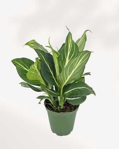 Dieffenbachia Sterling