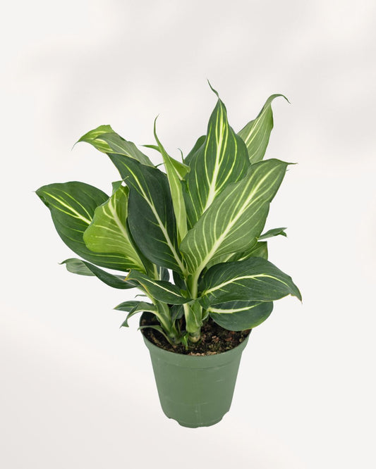 Dieffenbachia Sterling
