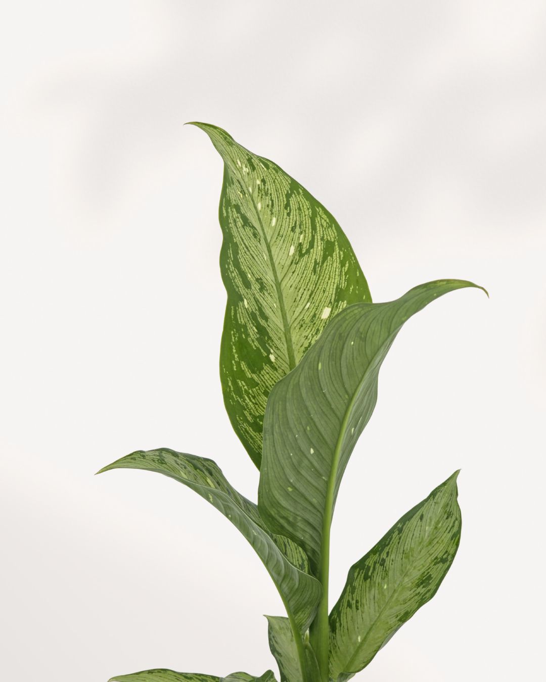 Close-up of Dieffenbachia Tiki leaves showing bold green edges and creamy white centers, a striking tropical houseplant for any indoor space