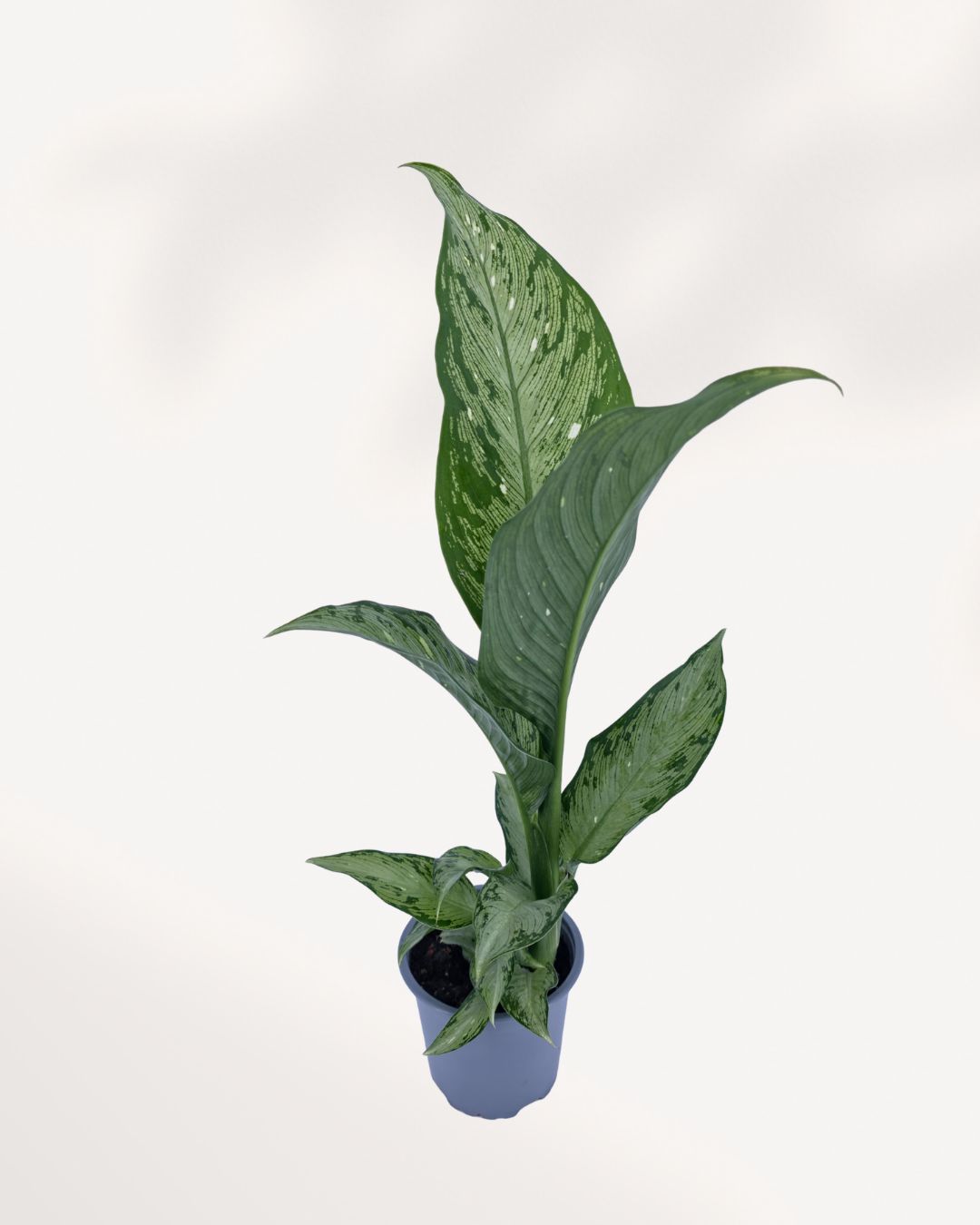 Front top view of a Dieffenbachia Tiki showing full leafy growth, a compact and easy care houseplant great for Canadian homes and offices
