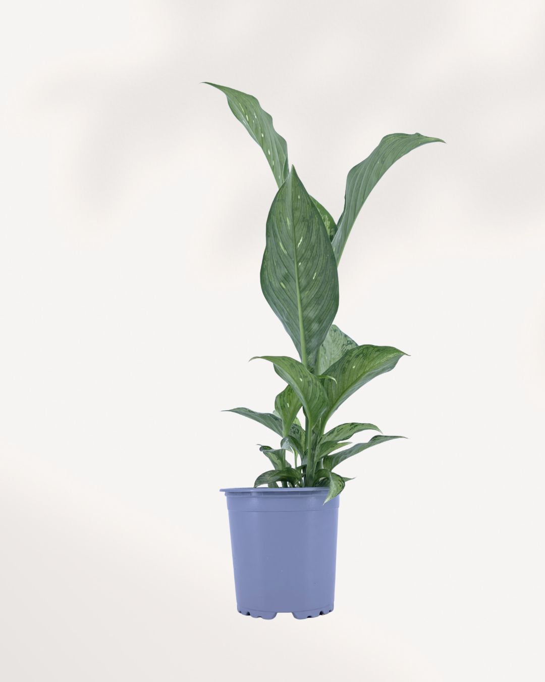 Dieffenbachia Tiki indoor plant in a nursery pot with broad green and cream variegated leaves, available for plant delivery across Canada