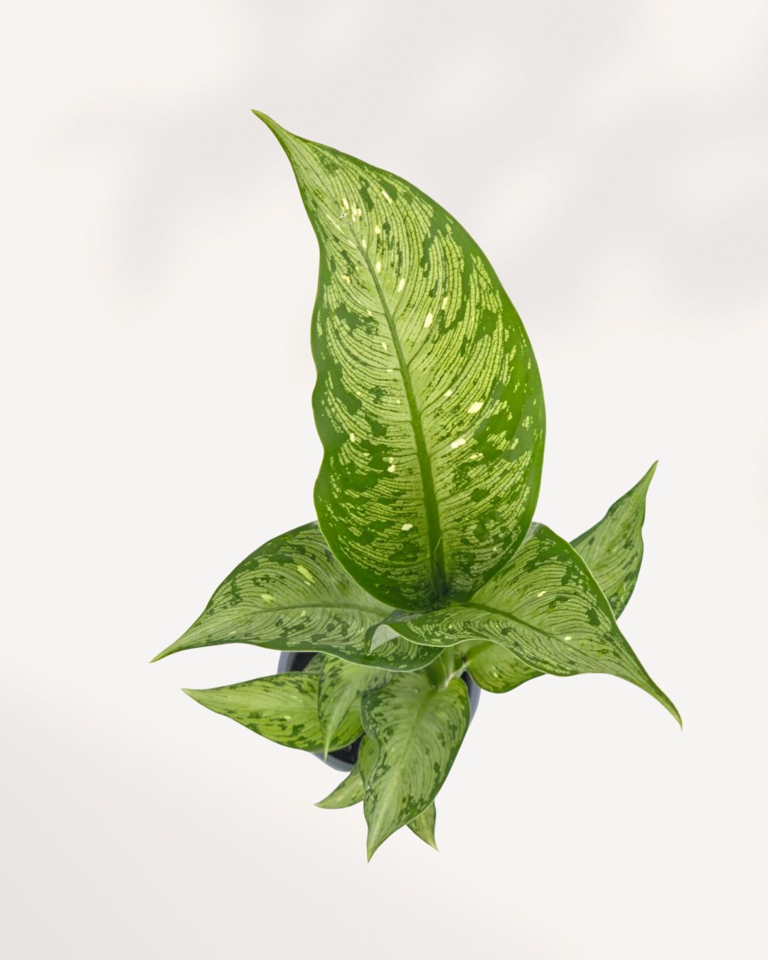Top view of a Dieffenbachia Tiki showing its full leaf spread, shop tropical indoor plants online with delivery across Canada