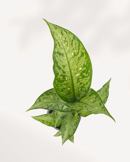 Top view of a Dieffenbachia Tiki showing its full leaf spread, shop tropical indoor plants online with delivery across Canada