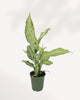 Dieffenbachia Camouflage indoor plant with lush patterned foliage viewed from the top front, a striking tropical houseplant for modern home decor, available in Richmond Hill with delivery across Toronto GTA and Canada.