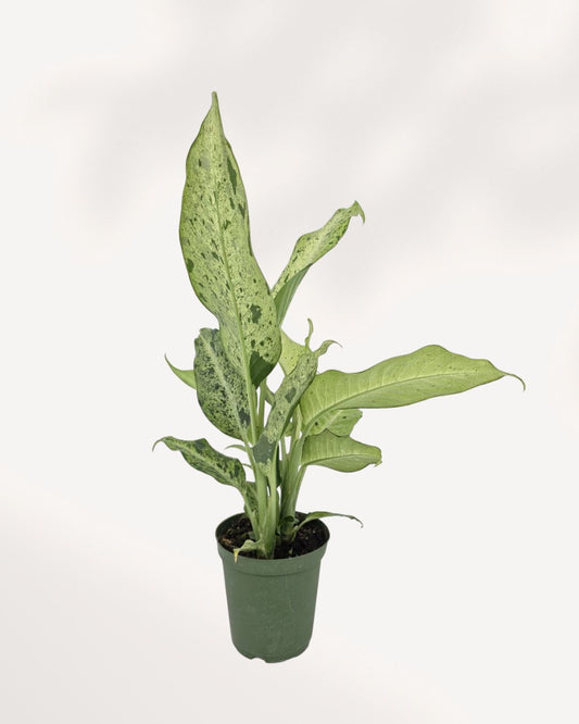 Dieffenbachia Camouflage indoor plant with lush patterned foliage viewed from the top front, a striking tropical houseplant for modern home decor, available in Richmond Hill with delivery across Toronto GTA and Canada.