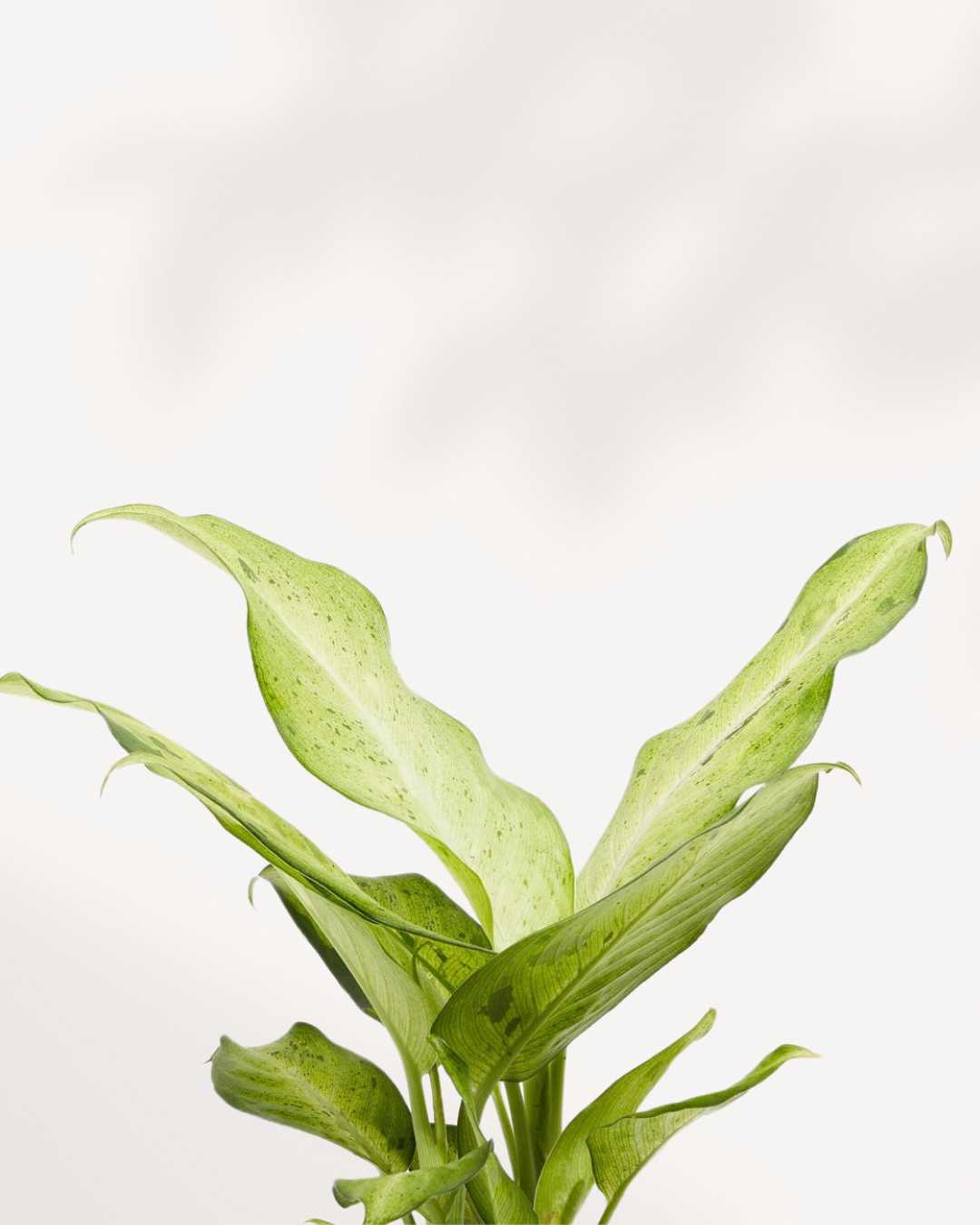 Dieffenbachia Camouflage | Buy Online