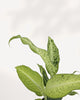 Close up of Dieffenbachia Camouflage leaves displaying intricate green variegation and tropical texture, a premium indoor houseplant for collectors and stylish living spaces in Canada.