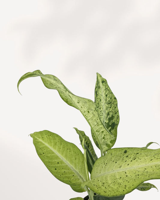 Dieffenbachia Camouflage indoor plant with lush patterned foliage viewed from the top front, a striking tropical houseplant for modern home decor, available in Richmond Hill with delivery across Toronto GTA and Canada.