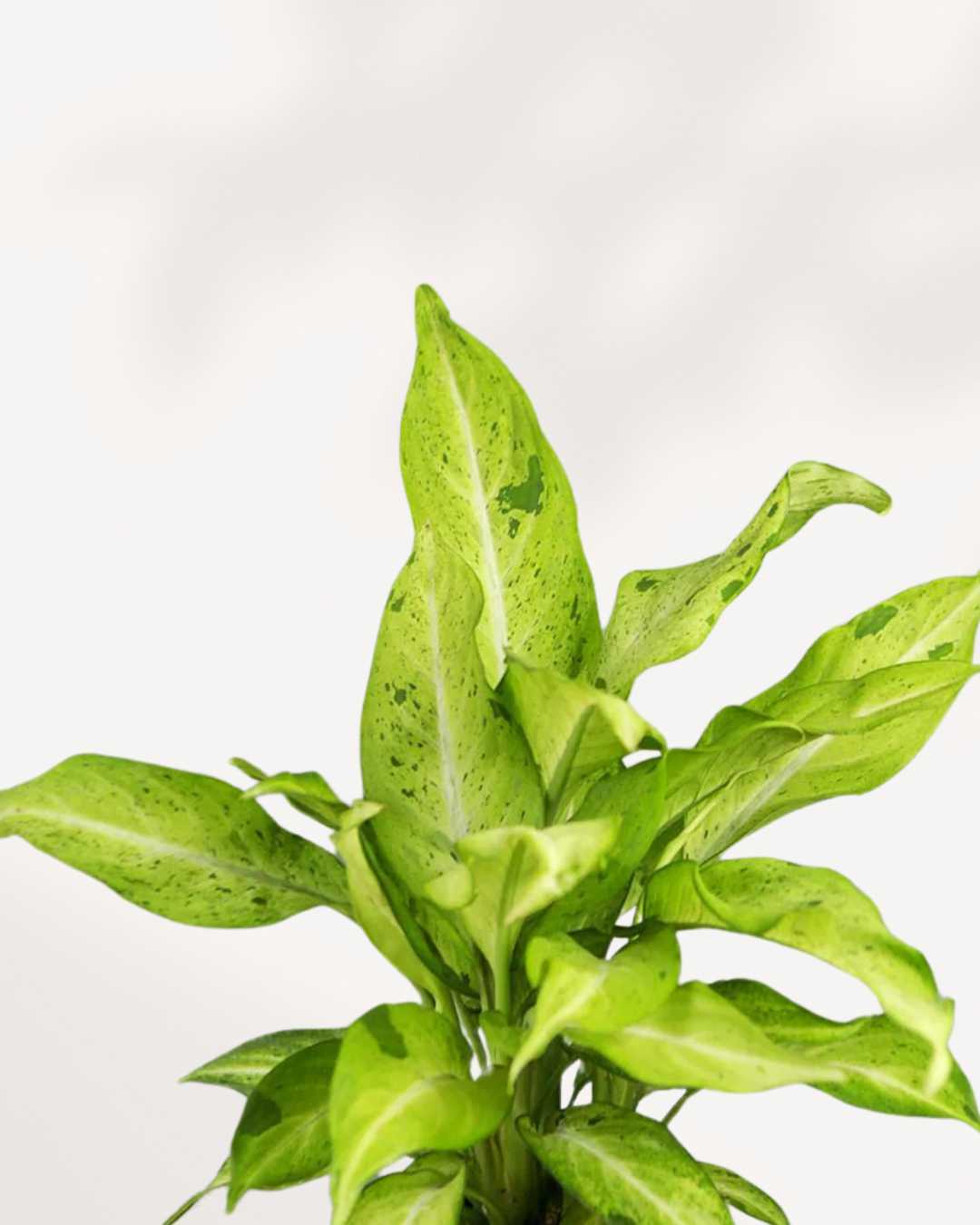 dieffenbachia camouflage height Dieffenbachia Camouflage – Buy Online | Lush & Easy-Care Houseplant | Mygreenscape