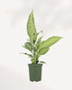 Healthy Dieffenbachia Camouflage plant showcasing its unique camouflage patterned leaves, an eye catching indoor plant perfect for brightening homes and offices, delivered across Canada.