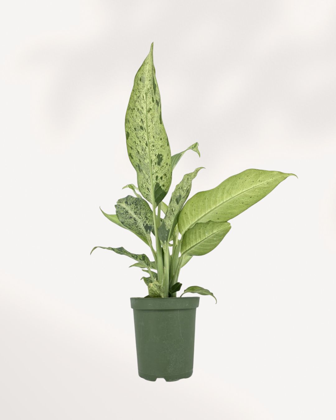 Healthy Dieffenbachia Camouflage plant showcasing its unique camouflage patterned leaves, an eye catching indoor plant perfect for brightening homes and offices, delivered across Canada.
