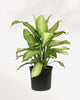 Dieffenbachia Camouflage 10" Pot - Large