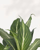Dieffenbachia Sterling