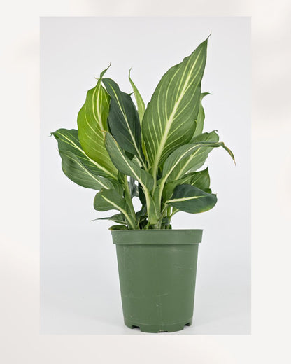 Dieffenbachia Sterling