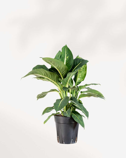 dieffenbachia sterling care Dieffenbachia Sterling | Buy Online - Elegant Indoor Plant | Mygreenscape